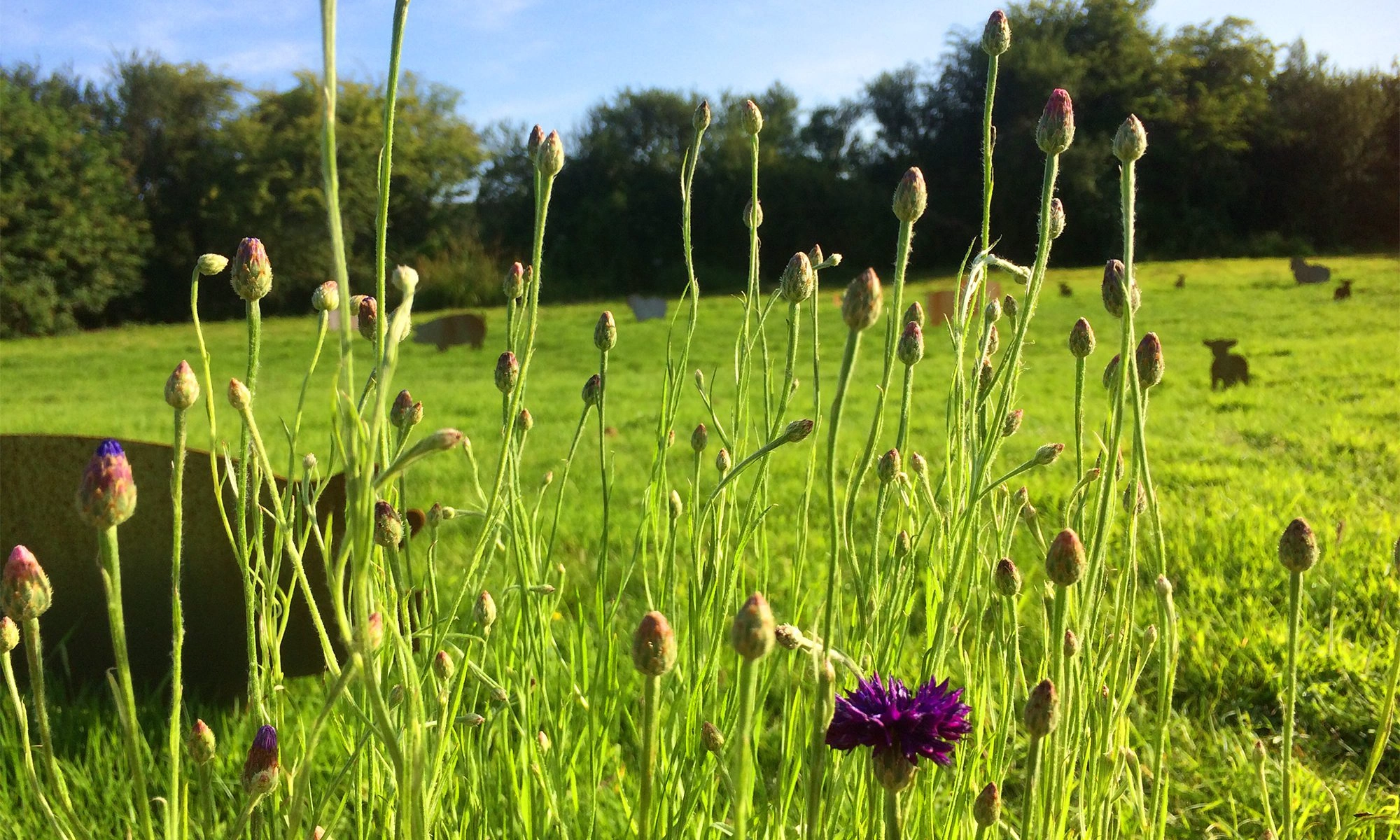 Close-up of purple wildflowers in a sunny meadow at Ditchling Camping